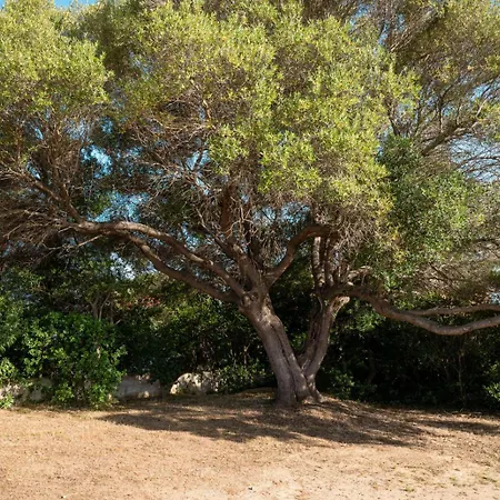 Olivastro By Klodge Chalet