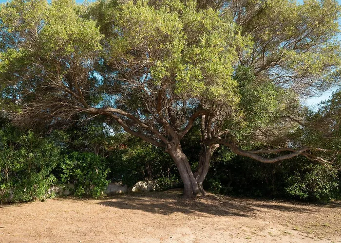 Olivastro By Klodge Шале